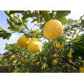 High Quality Sweet Fresh Citrus Grapefruit Honey Golden Pomelo